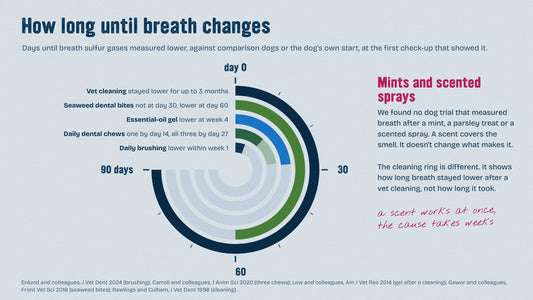 Dial of days until breath sulfur gases measured lower in dog trials: daily brushing within week 1, dental chews by day 14 to 27, an essential-oil gel at week 4, seaweed dental bites at day 60, and lower for up to 3 months after a vet cleaning