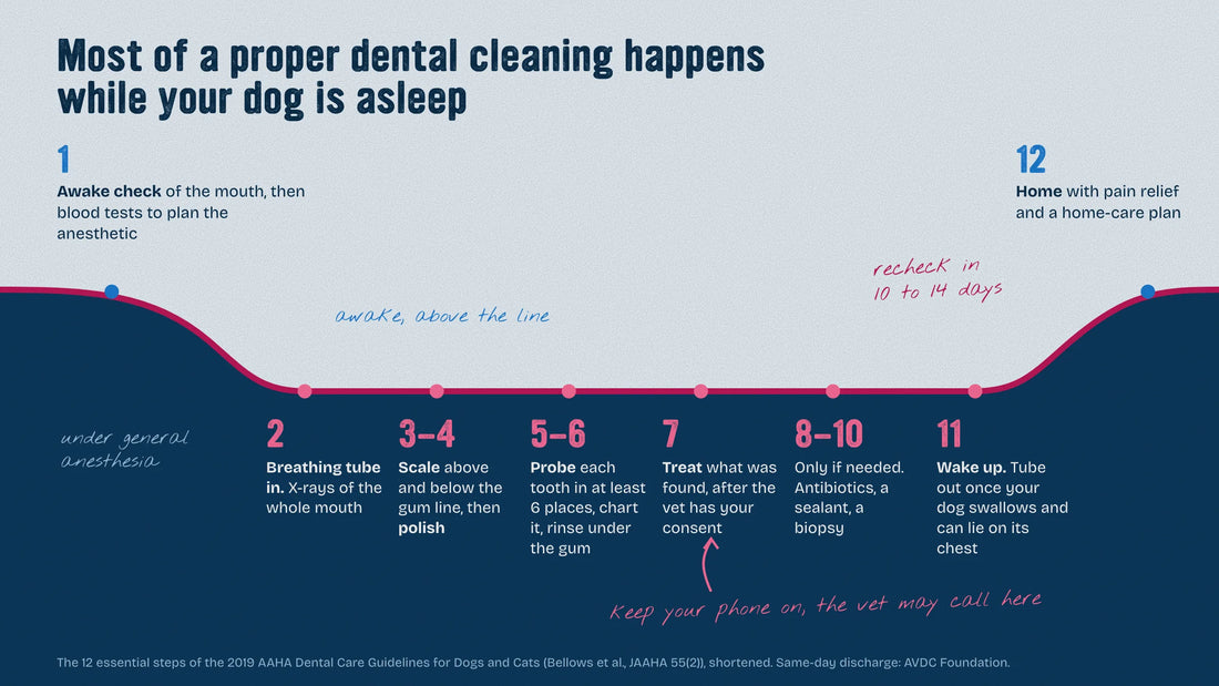 The day of a dog dental cleaning drawn as a gum line, with most steps happening below it while the dog is under general anesthesia