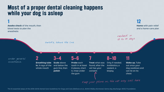 The day of a dog dental cleaning drawn as a gum line, with most steps happening below it while the dog is under general anesthesia