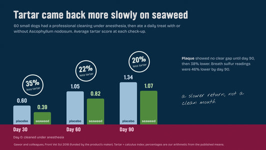 Bar chart from a 2018 trial in 60 small dogs: after a cleaning, tartar scores on a daily Ascophyllum nodosum treat stayed 35% lower than placebo at day 30, 22% at day 60 and 20% at day 90